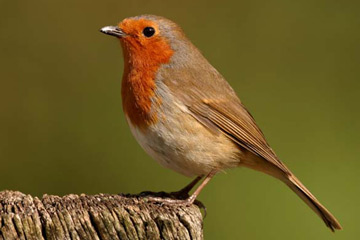 roodborst.jpg