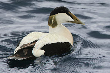 De Eider