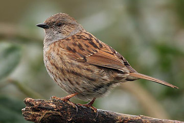 De Heggenmus