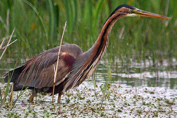 De Purperreiger