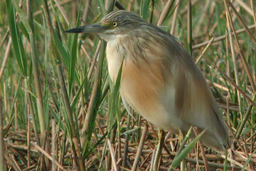 De Ralreiger