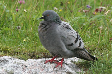 De Rotsduif