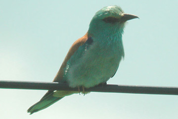 De Scharrelaar