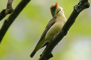 De Spotvogel