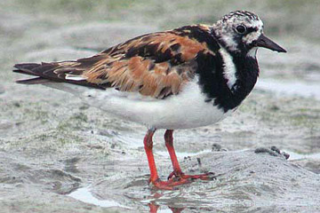 De Steenloper